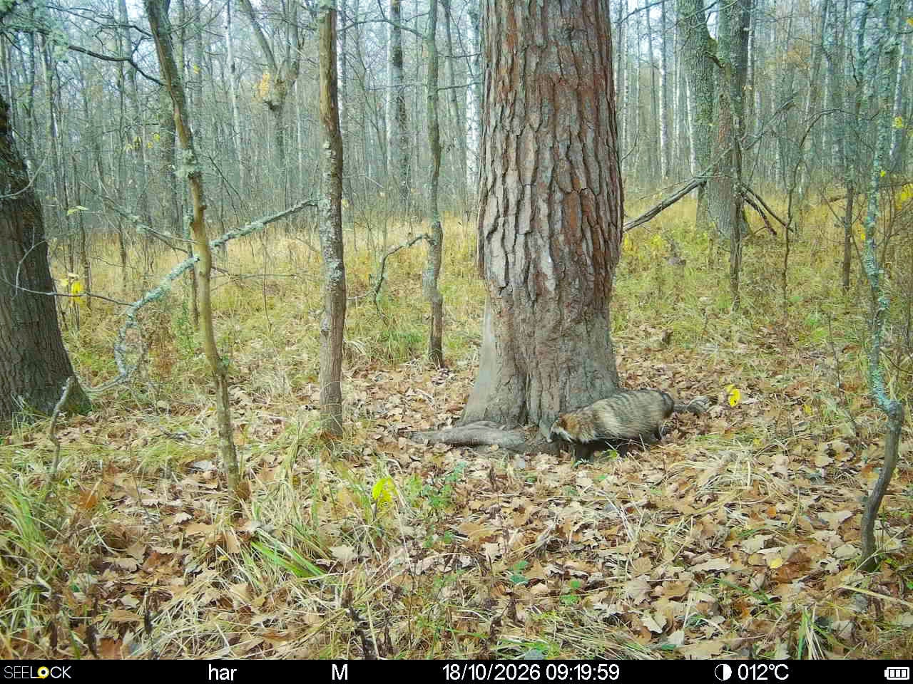 Preview Image 1
