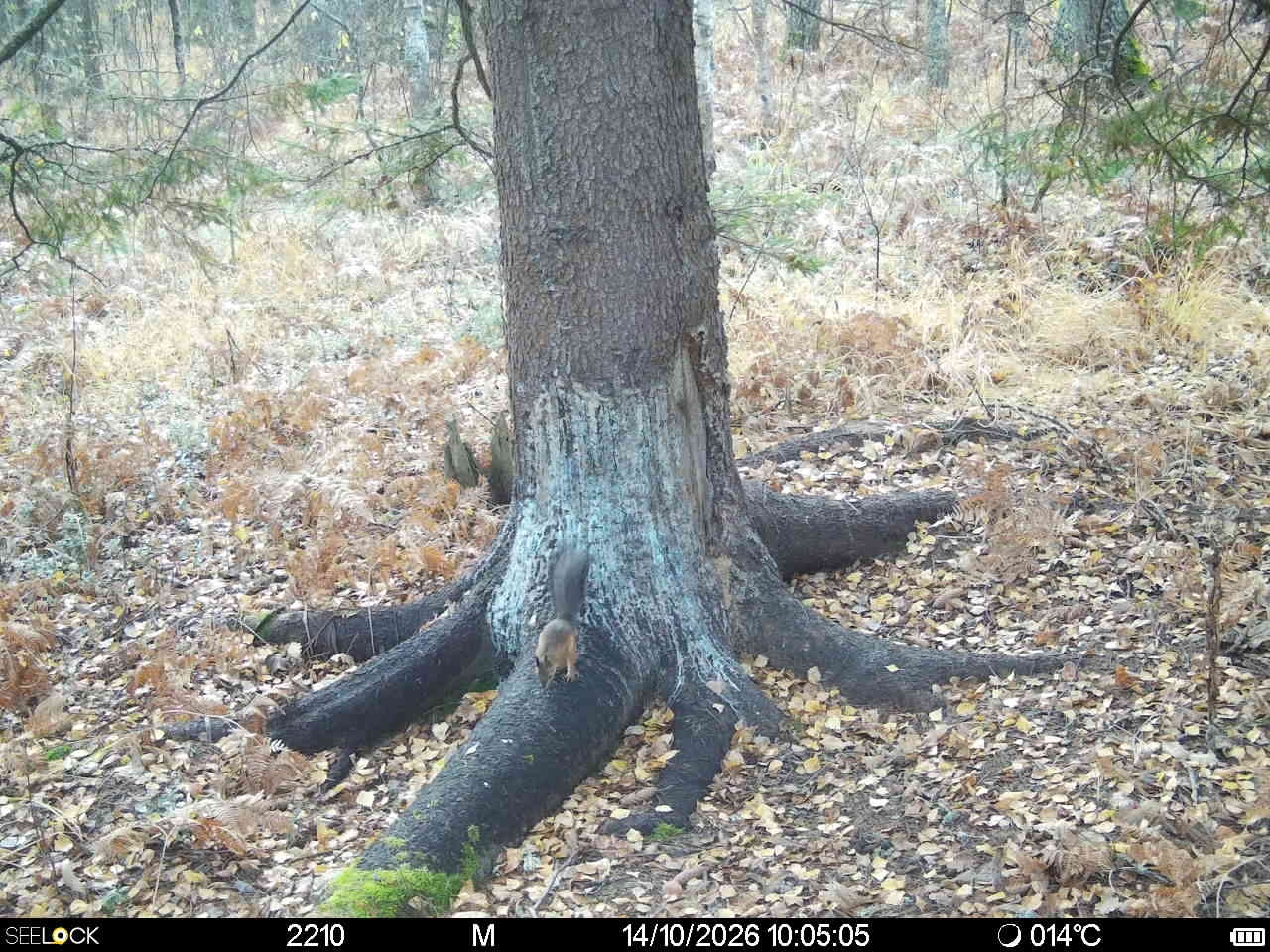 Preview Image 1