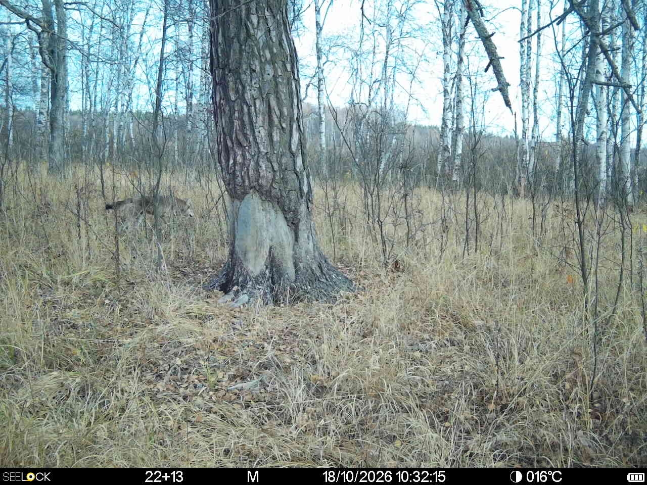 Preview Image 1