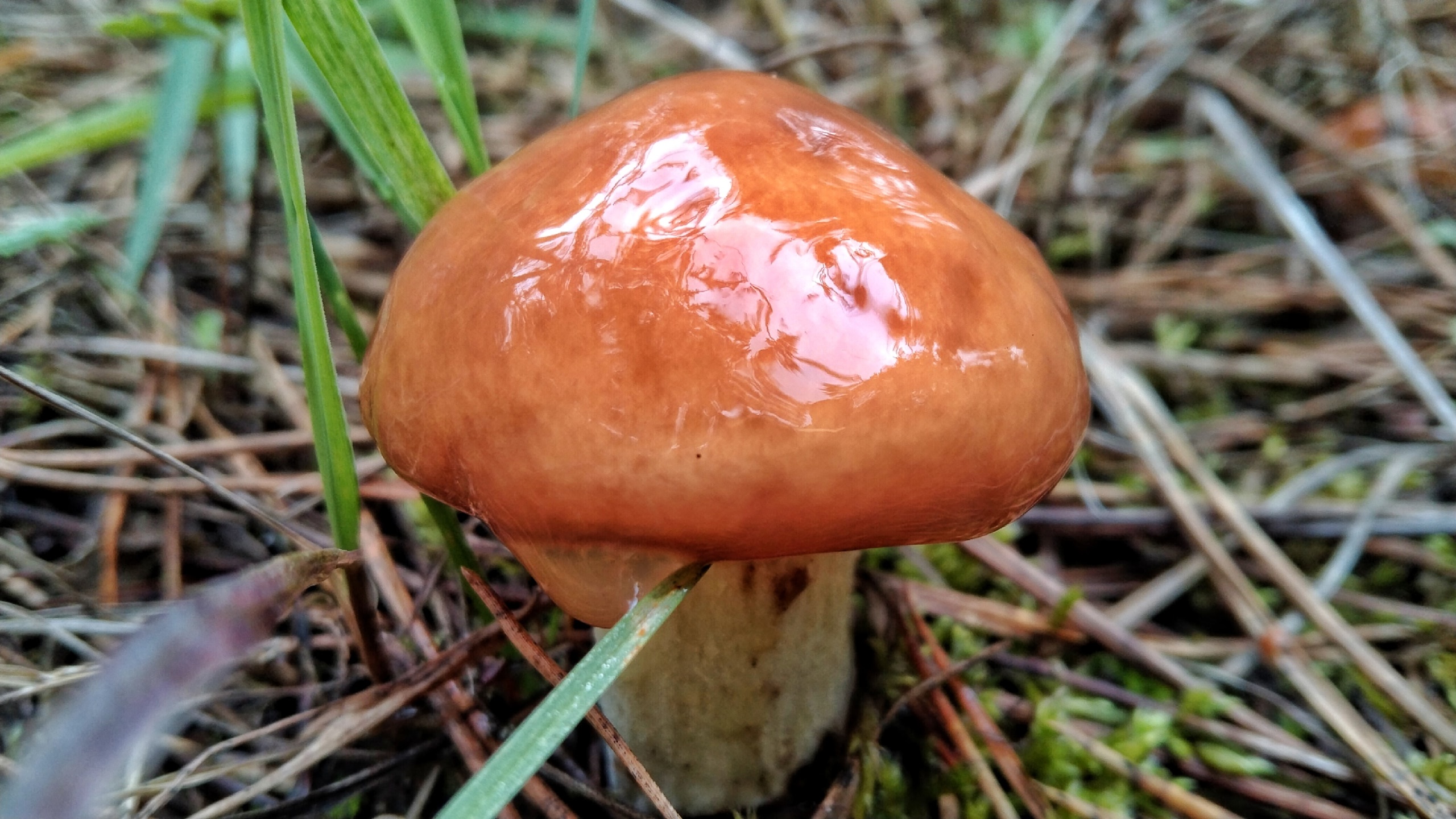 Preview Image 1