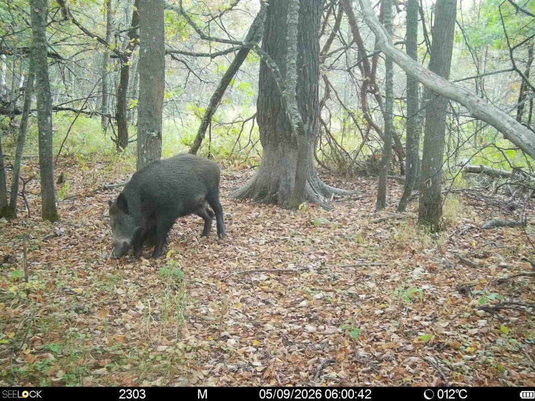 Preview Image 1