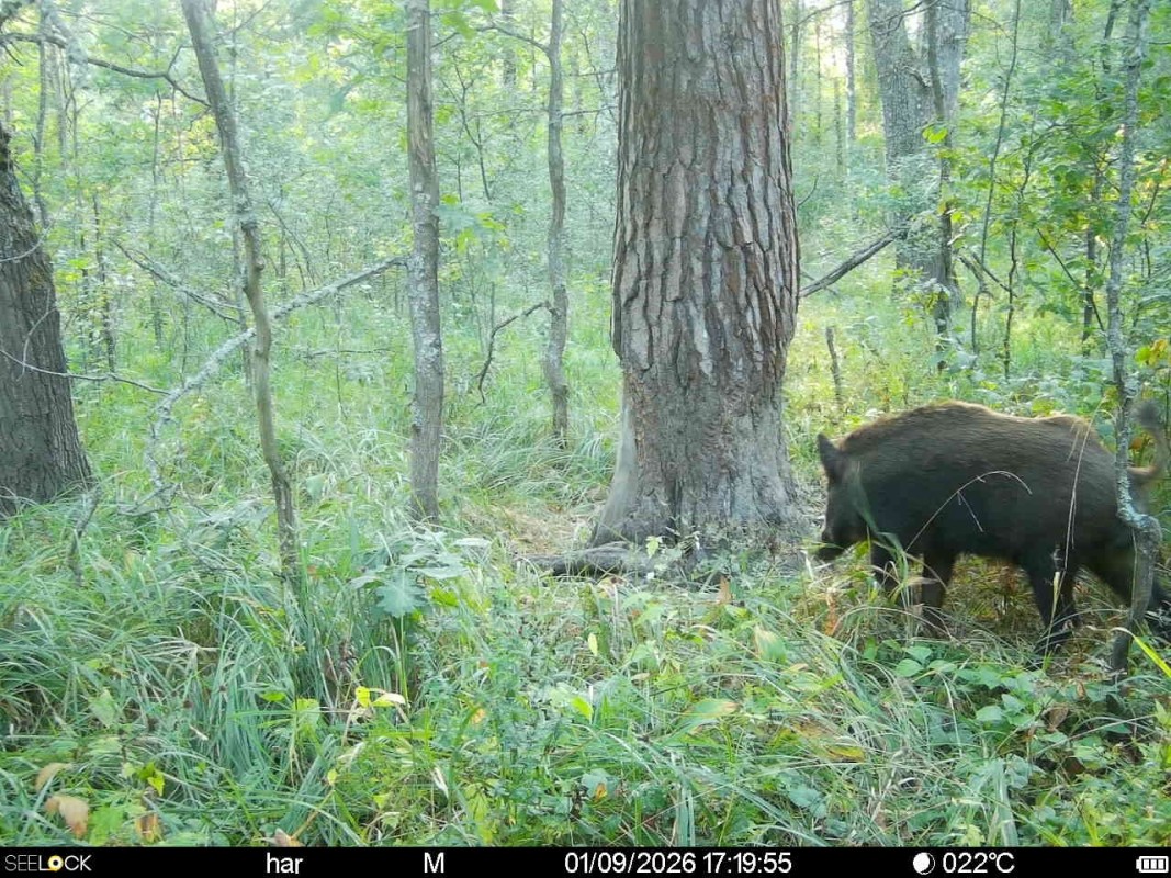 Preview Image 1