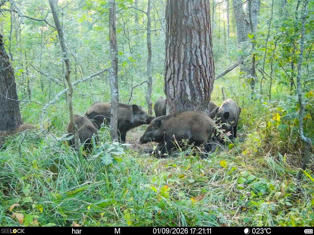 Preview Image 1