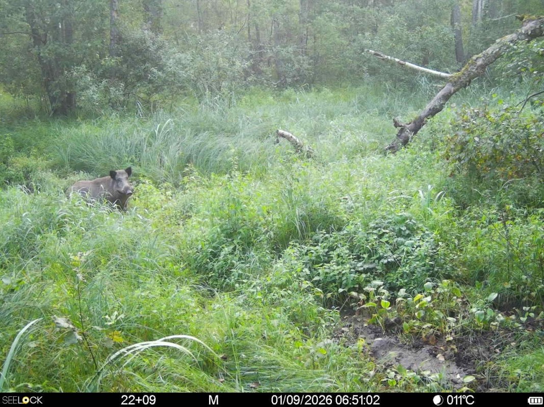 Preview Image 1