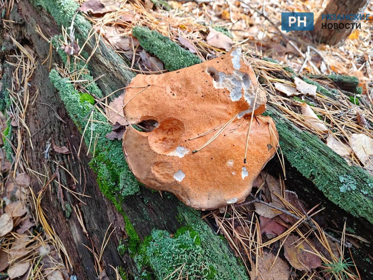 Preview Image 1