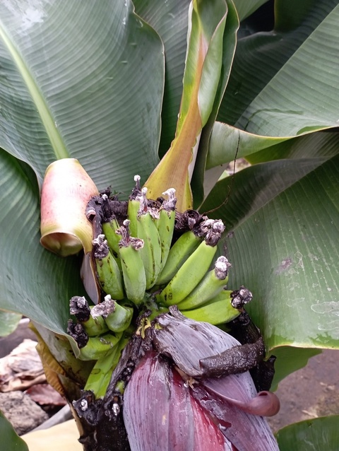 Preview Image 1