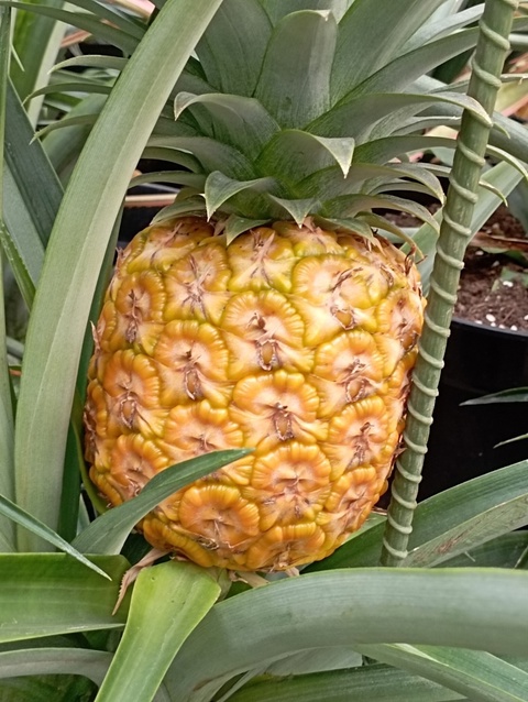 Preview Image 1