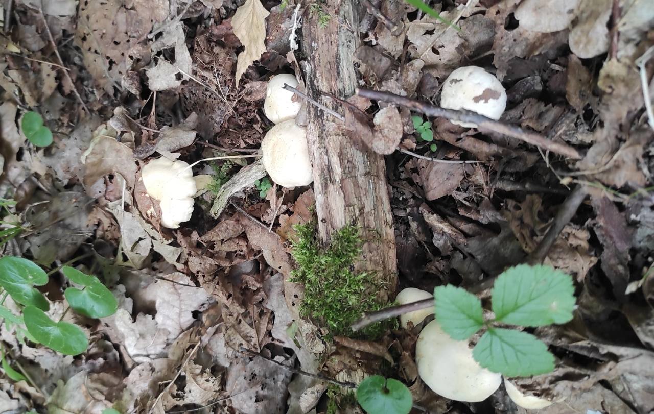 Preview Image 1
