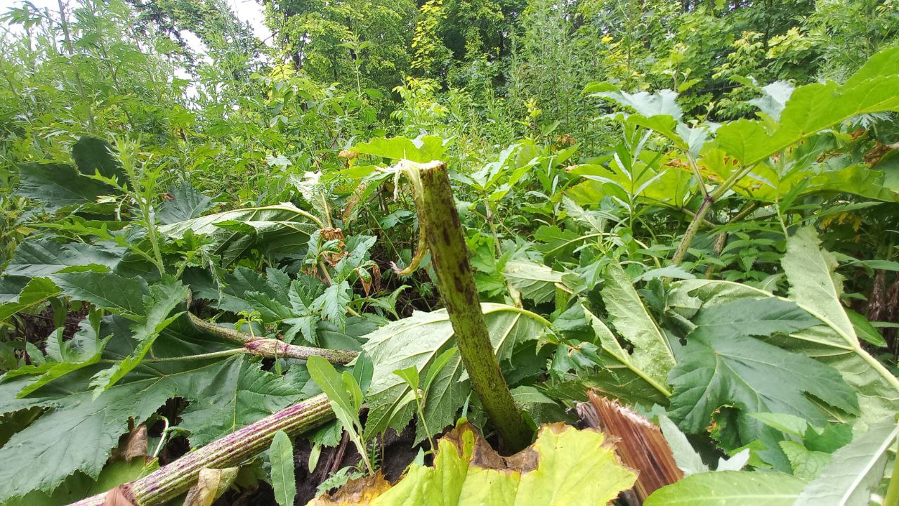 Preview Image 1