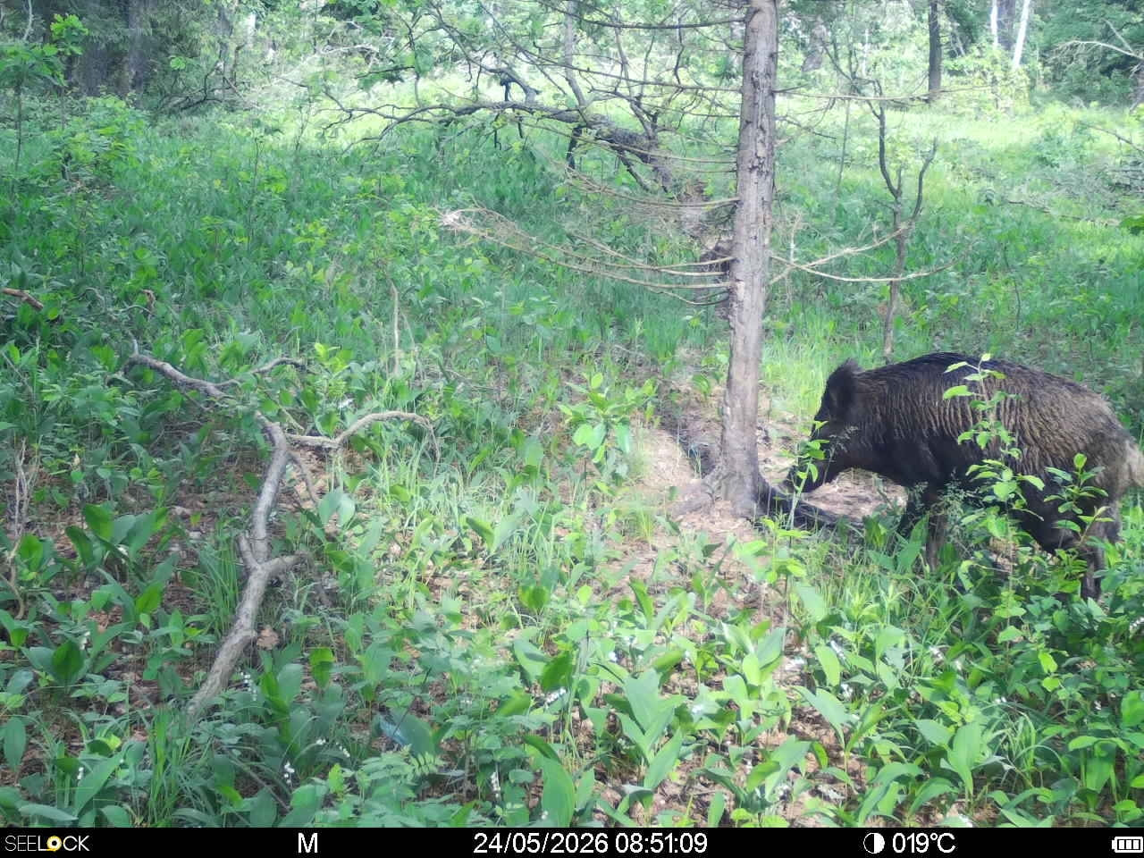 Preview Image 1