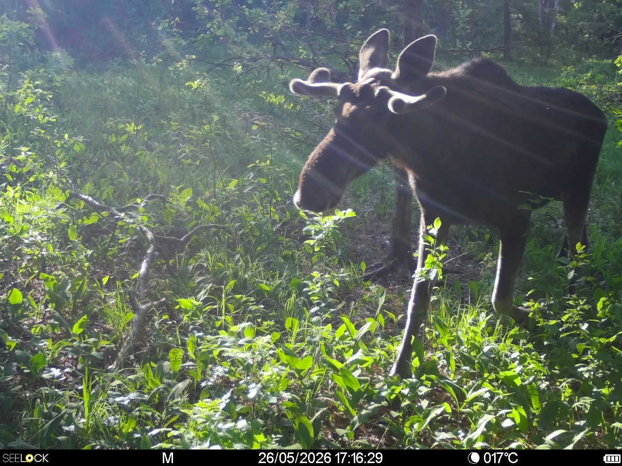 Preview Image 1