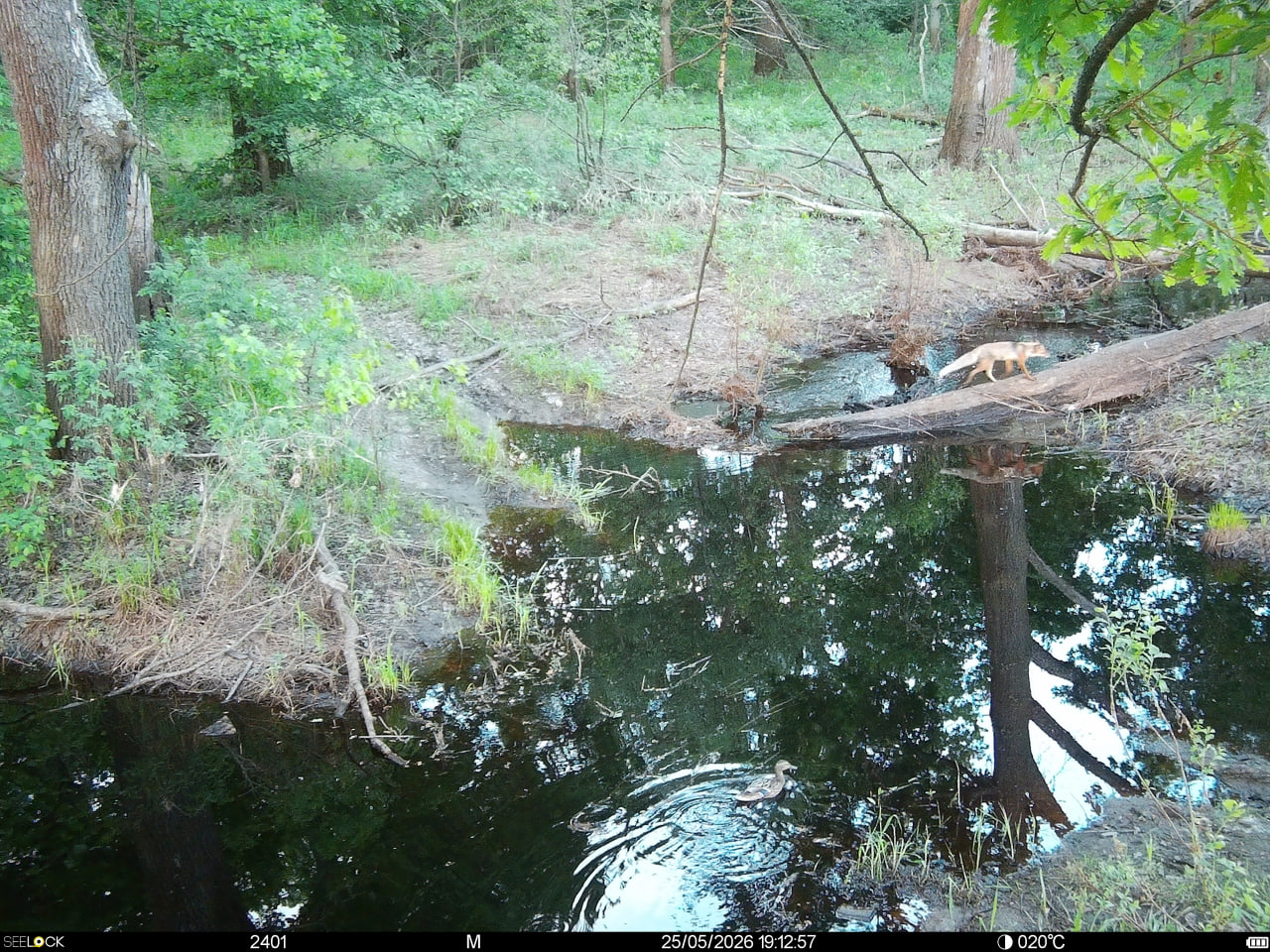 Preview Image 1