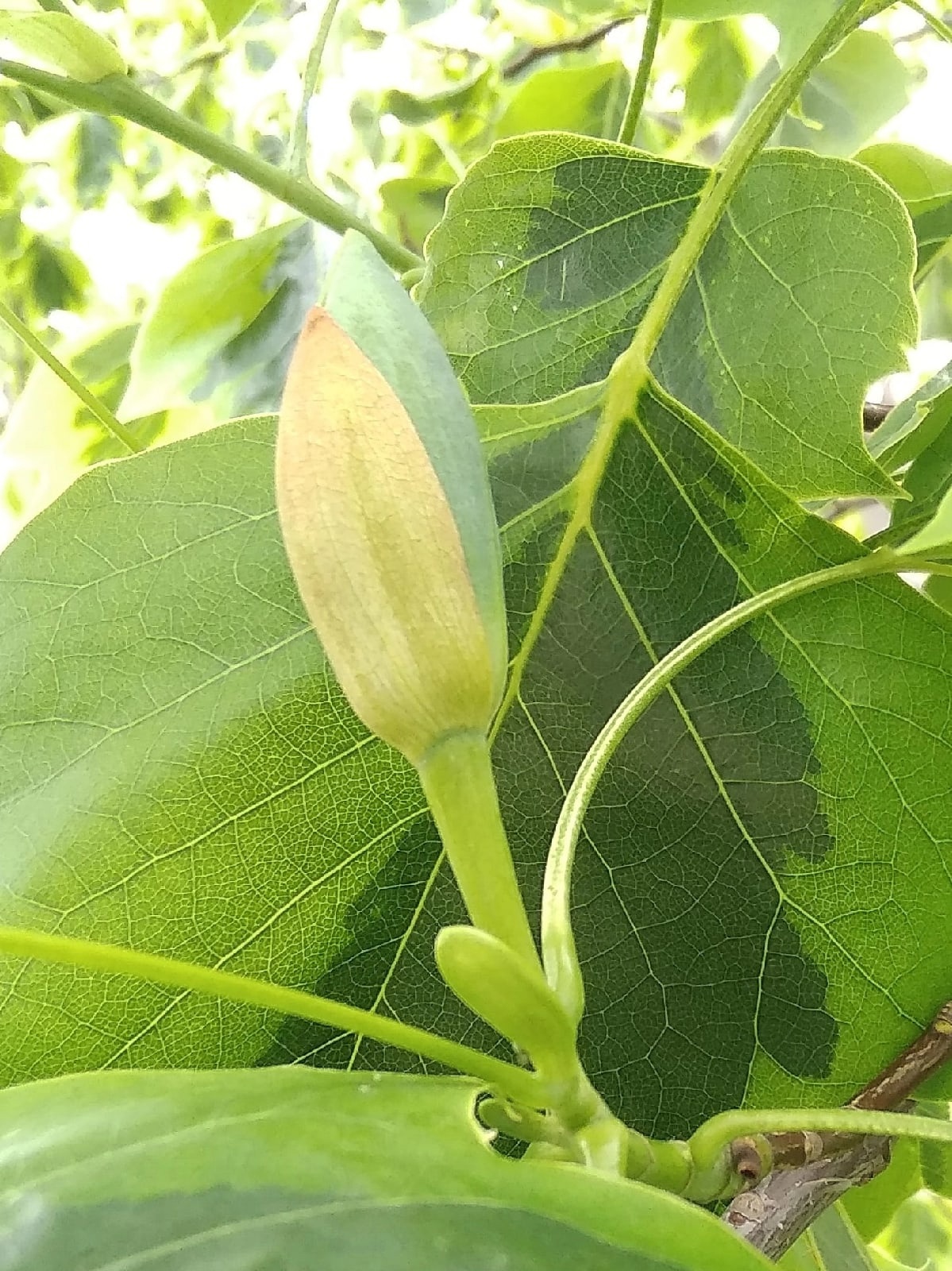 Preview Image 1