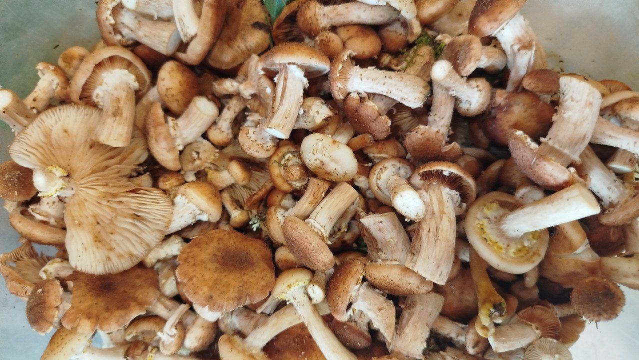 Preview Image 1