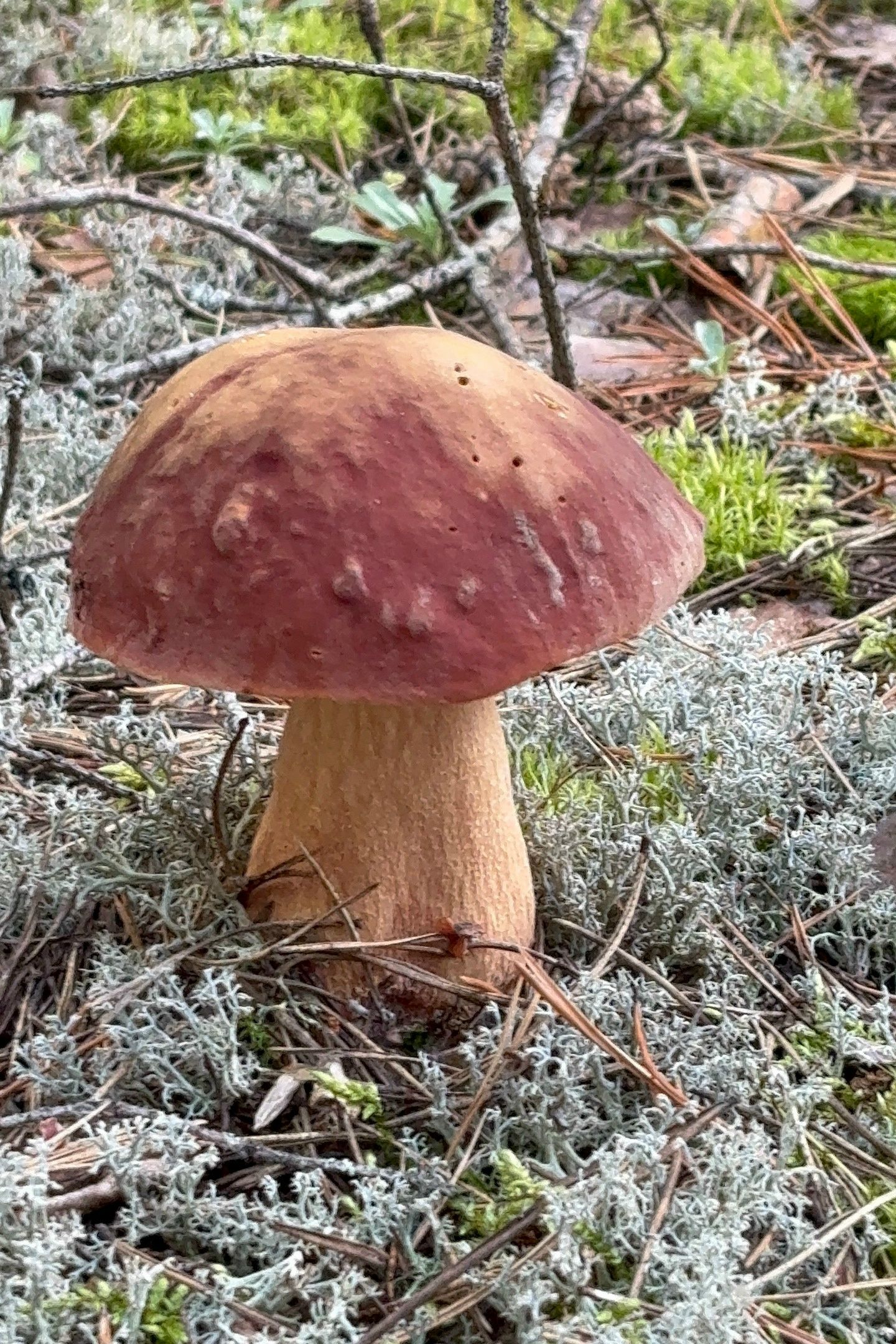 Preview Image 1