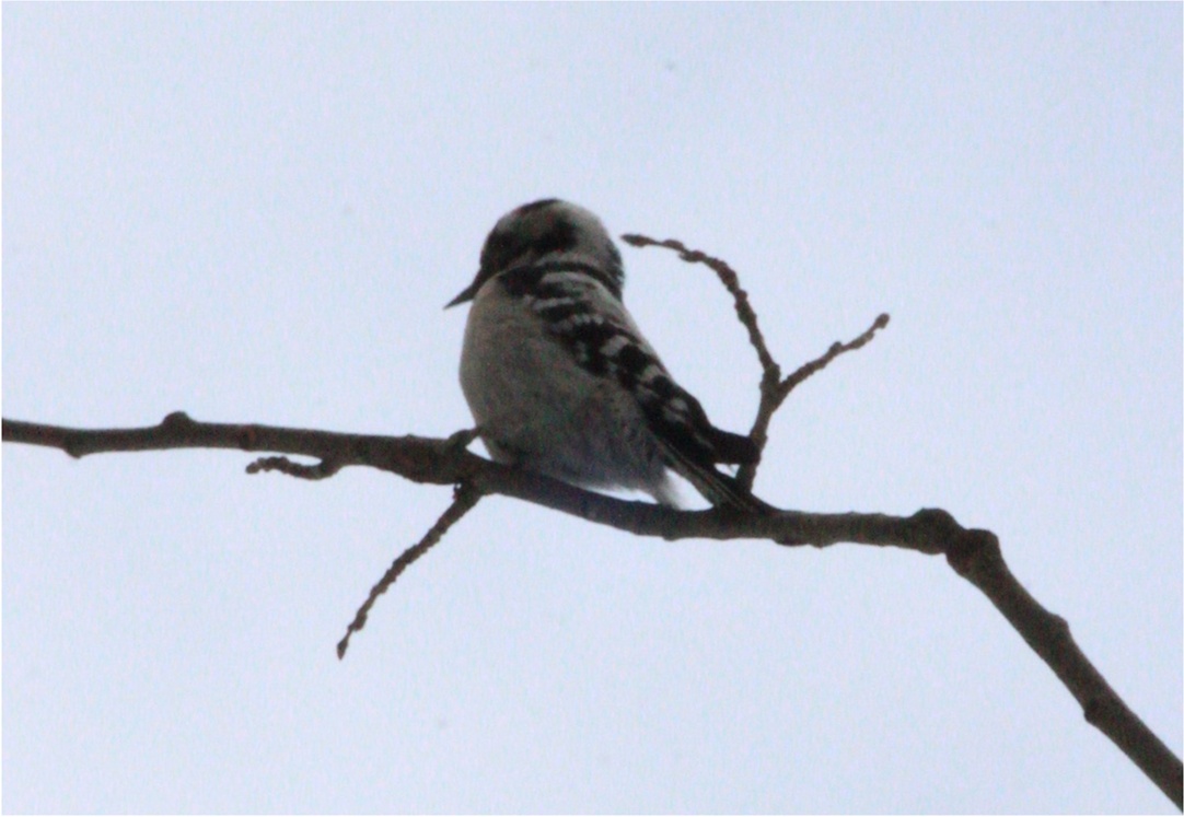 Preview Image 1
