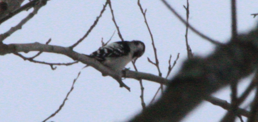 Preview Image 1