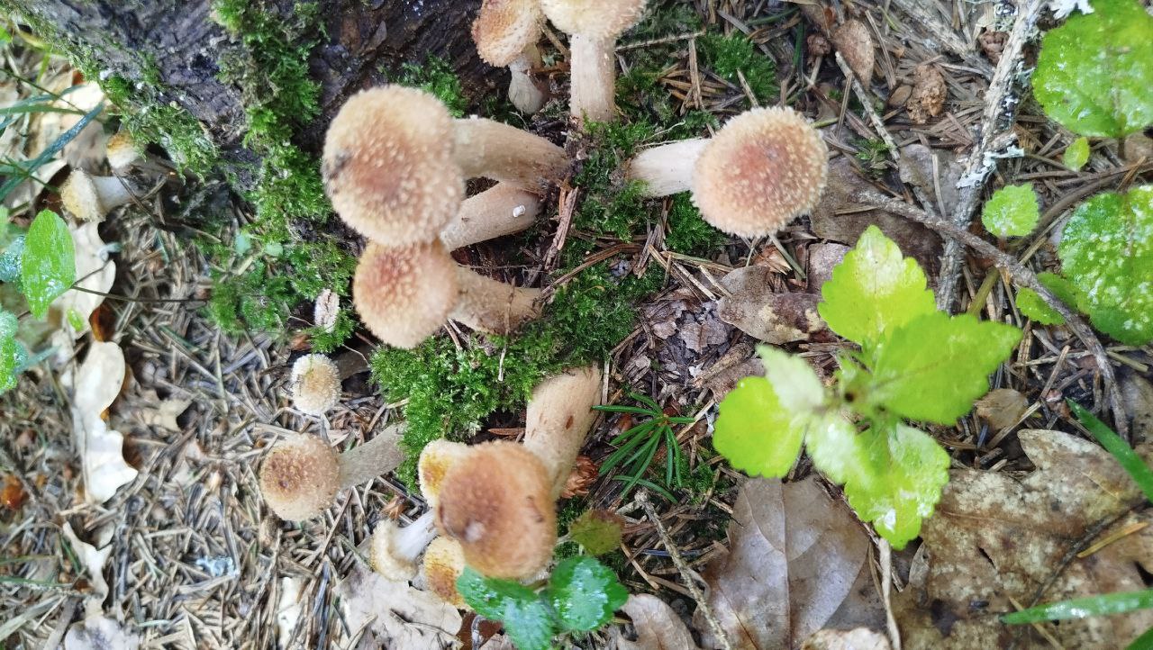 Preview Image 1