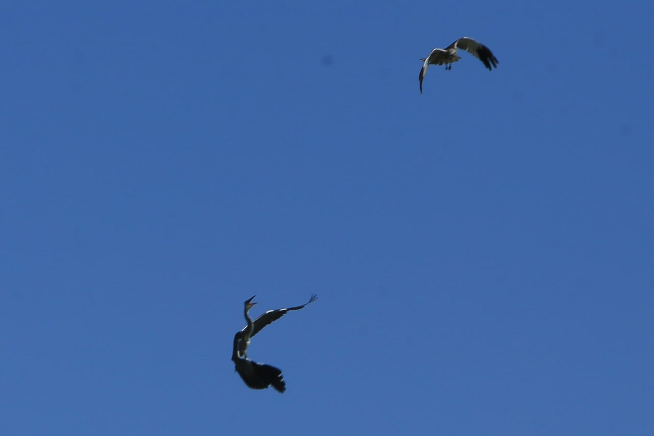 Preview Image 1
