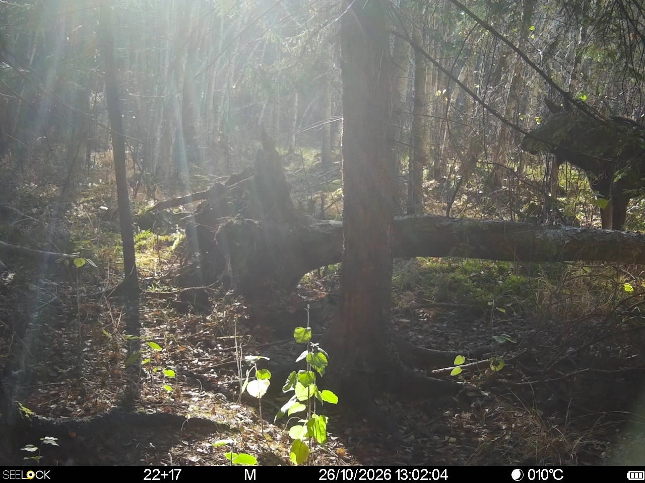 Preview Image 1
