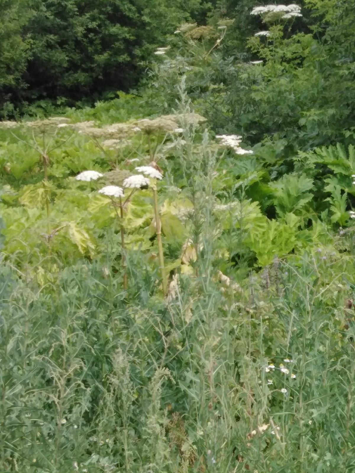 Preview Image 1