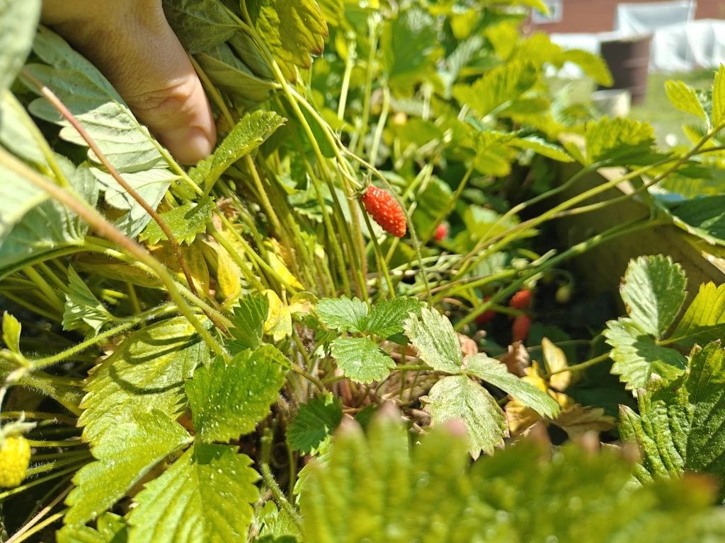 Preview Image 1
