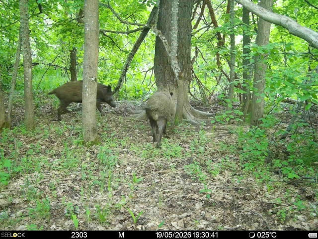 Preview Image 1