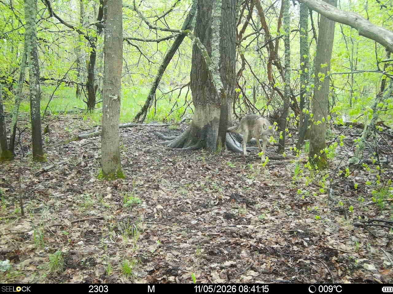 Preview Image 1