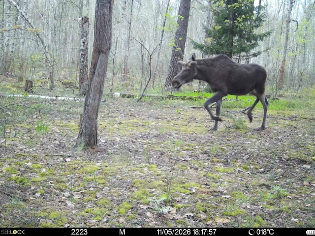 Preview Image 1