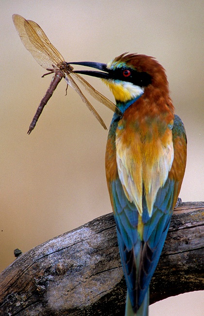 Preview Image 1