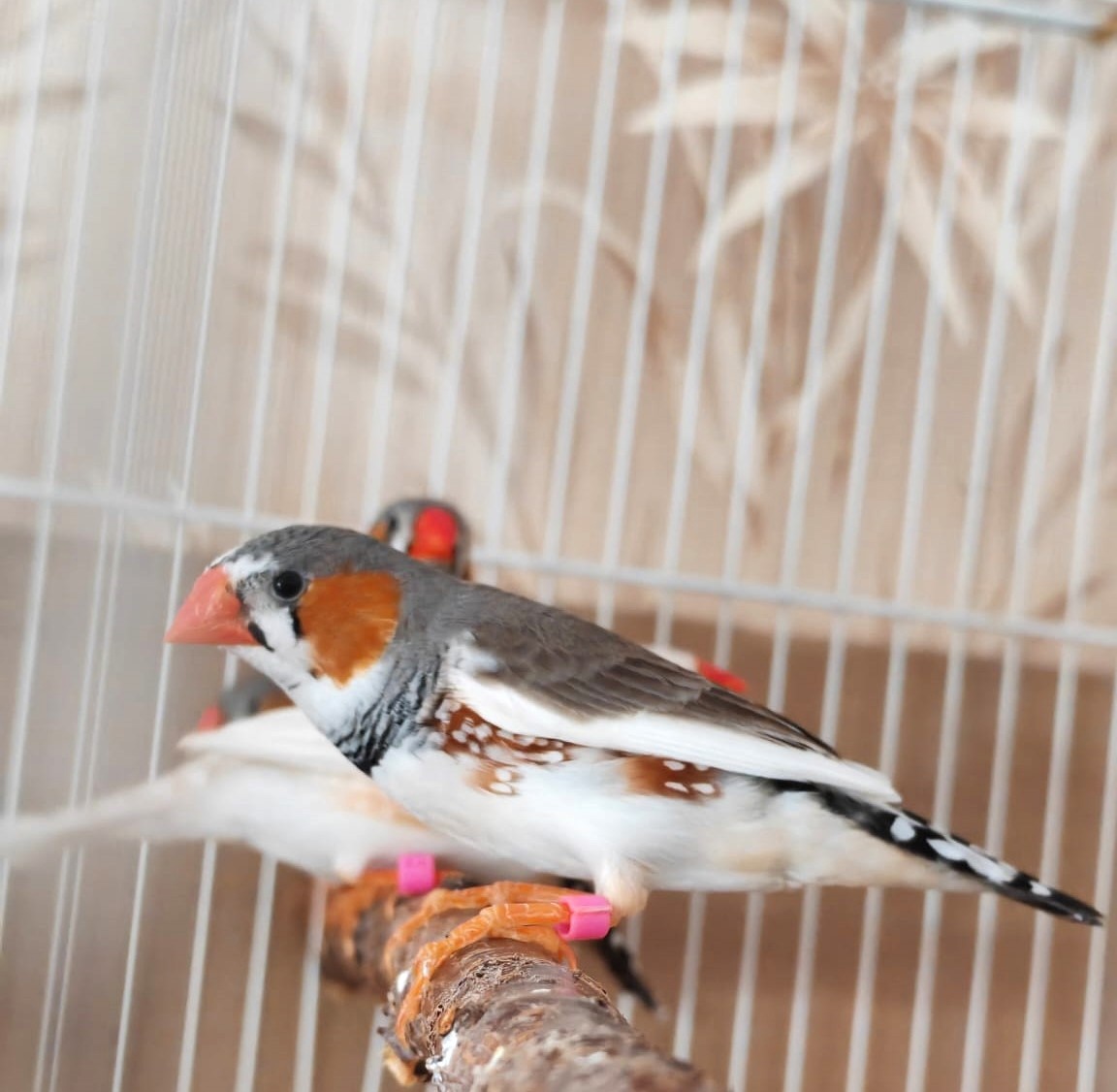 Preview Image 1