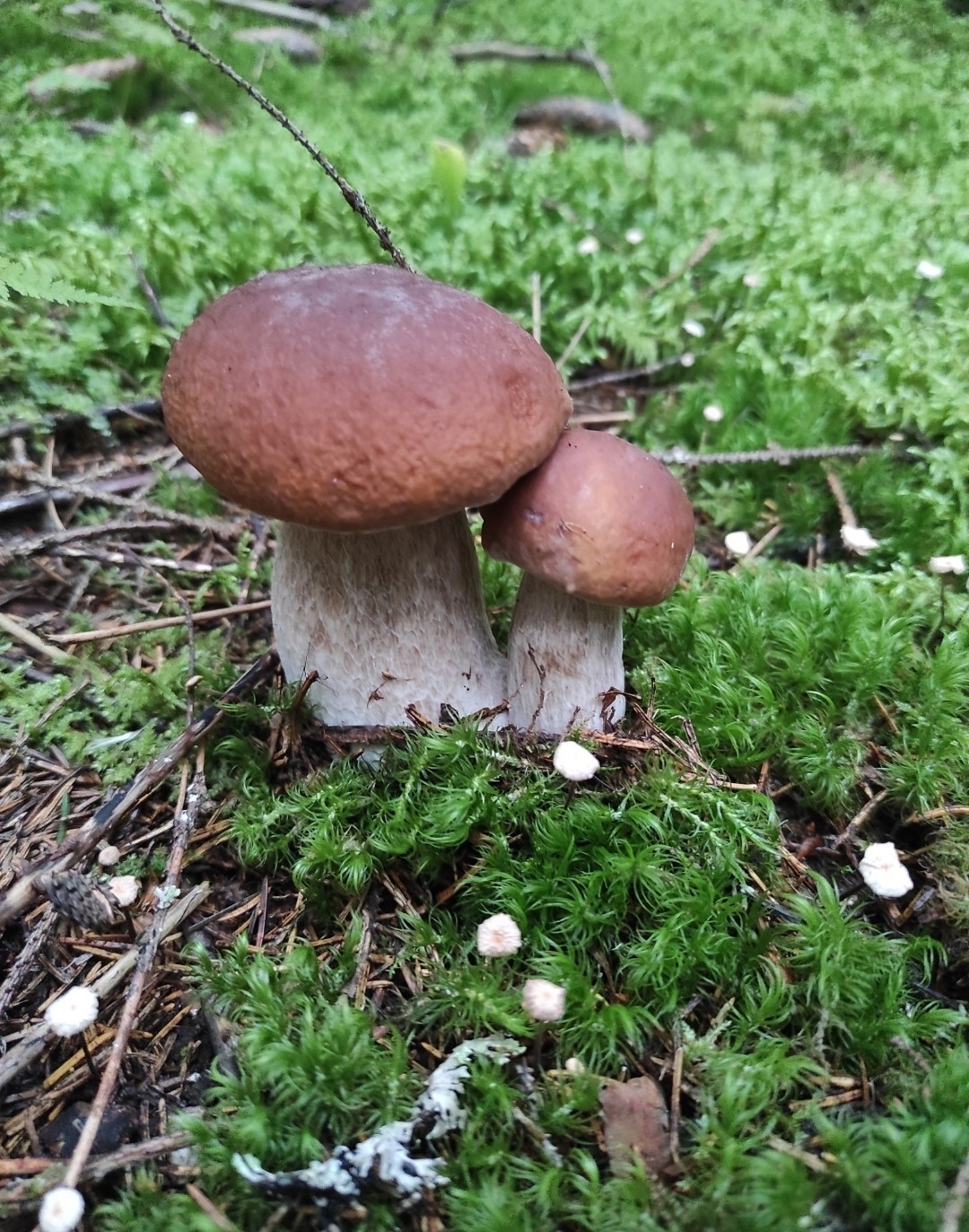 Preview Image 1