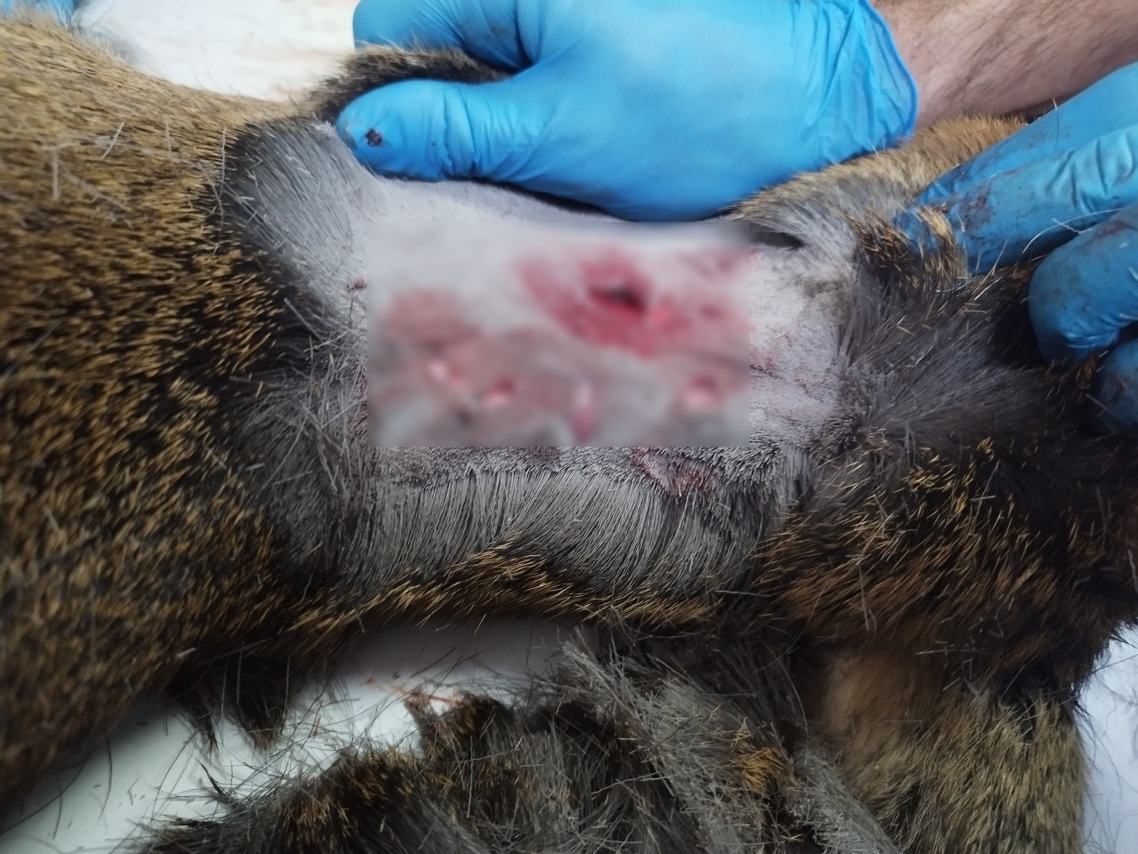 Preview Image 1
