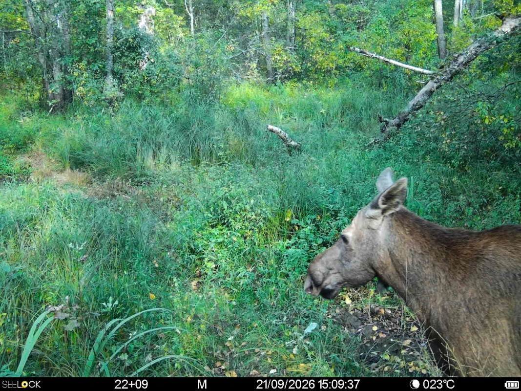 Preview Image 1