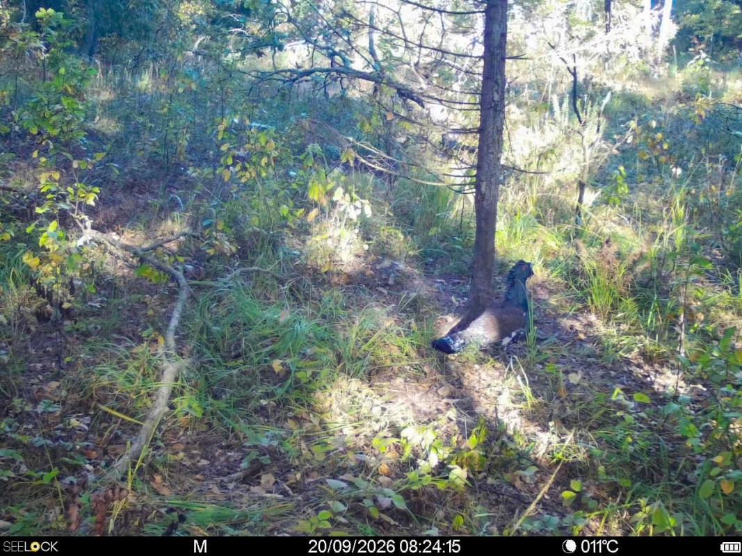 Preview Image 1