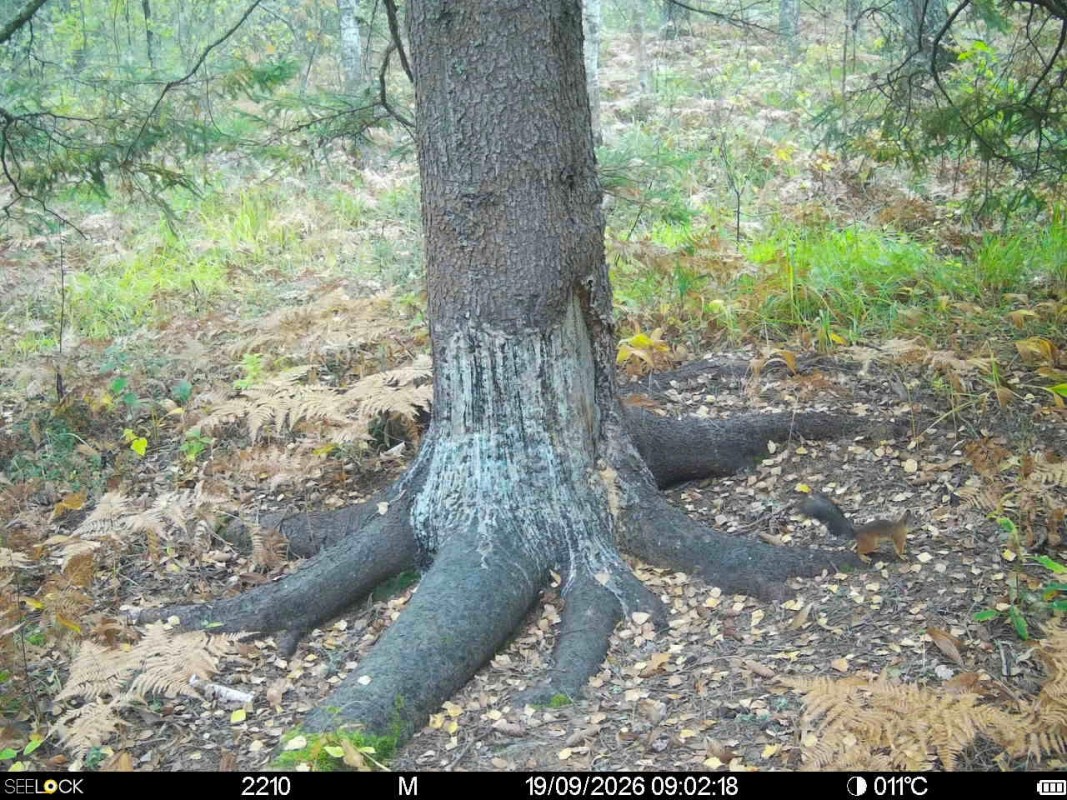 Preview Image 1