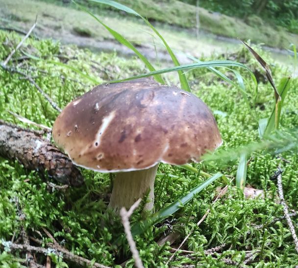 Preview Image 1