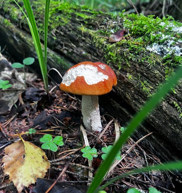 Preview Image 1