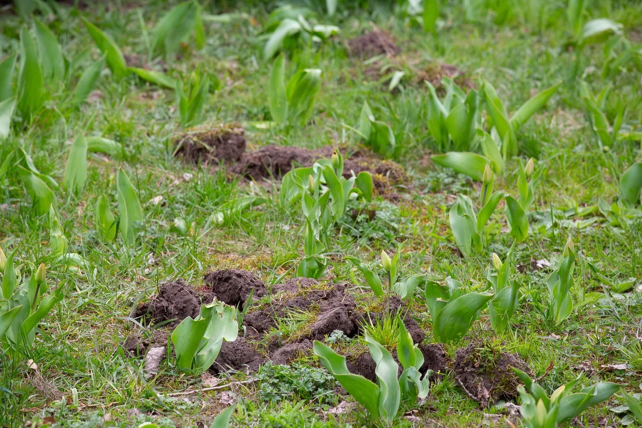 Preview Image 1