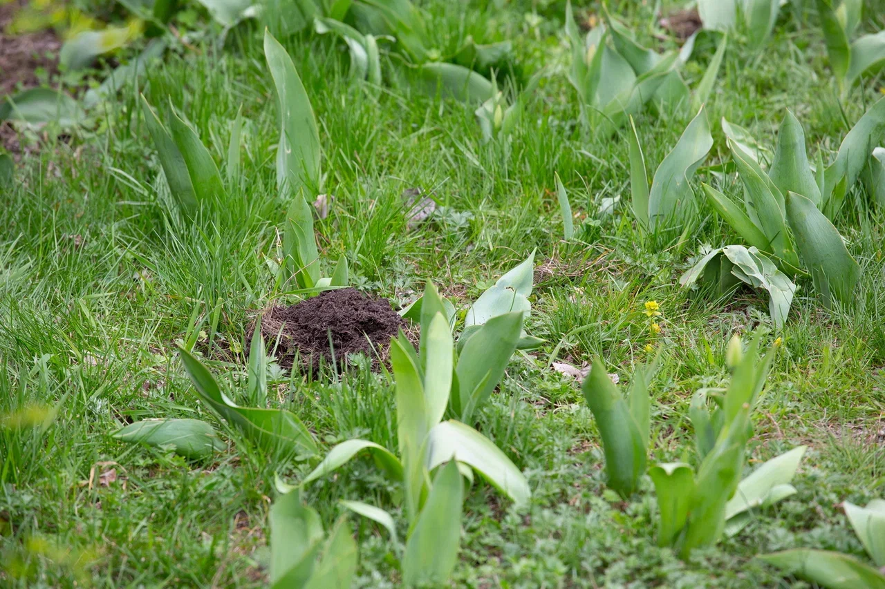 Preview Image 1