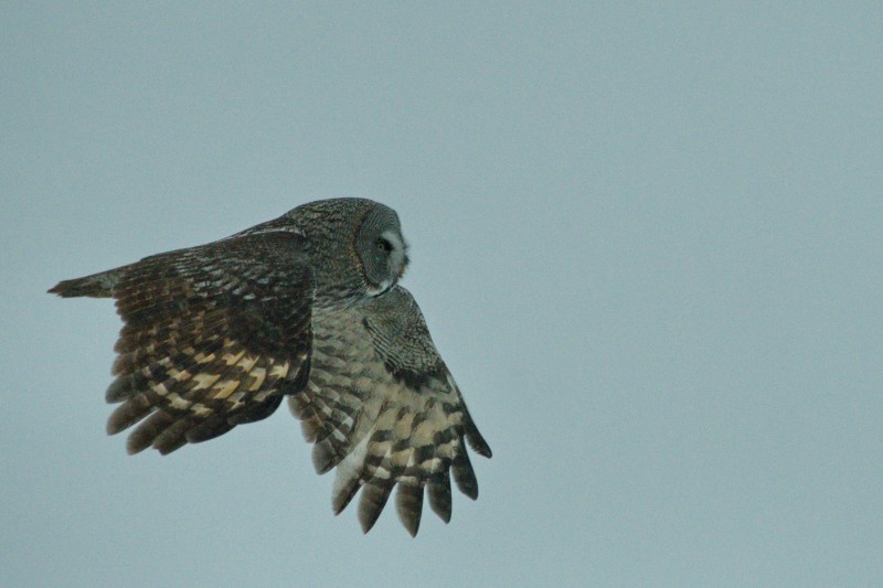Preview Image 1