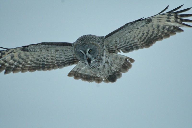 Preview Image 1