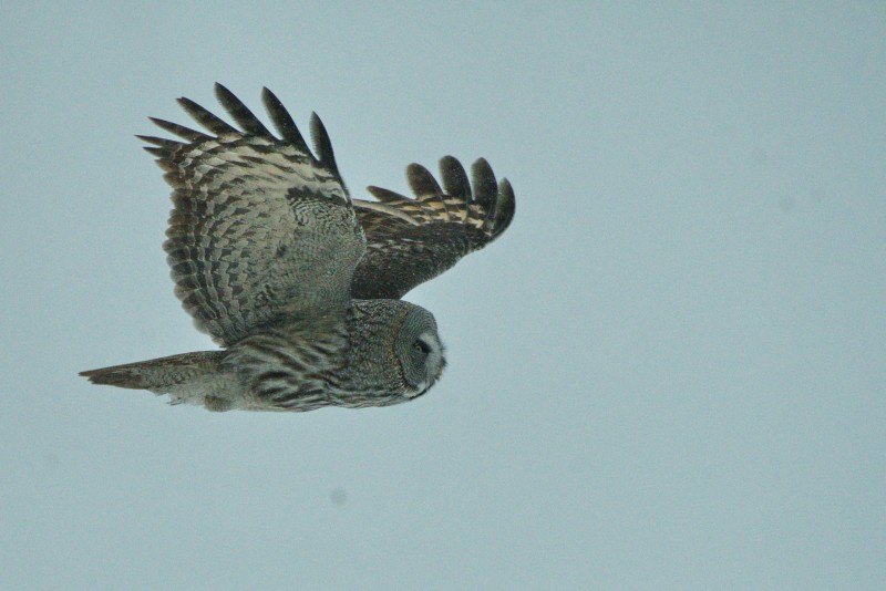 Preview Image 1