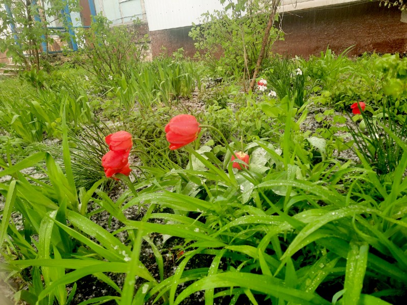 Preview Image 1