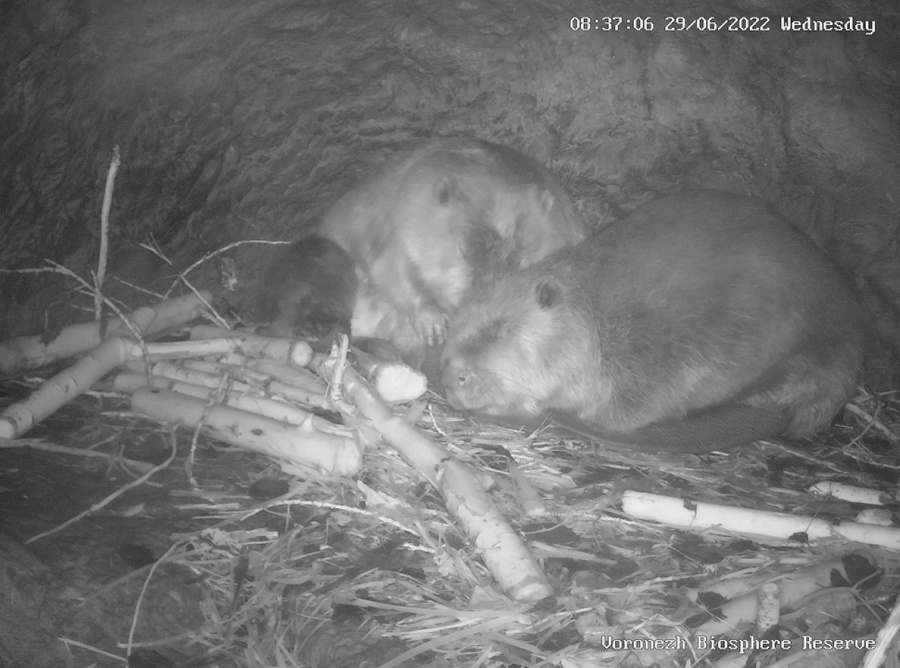 Preview Image 1