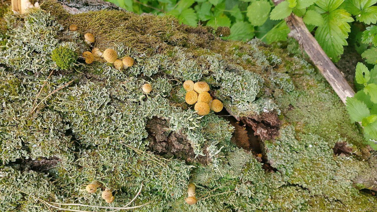 Preview Image 1