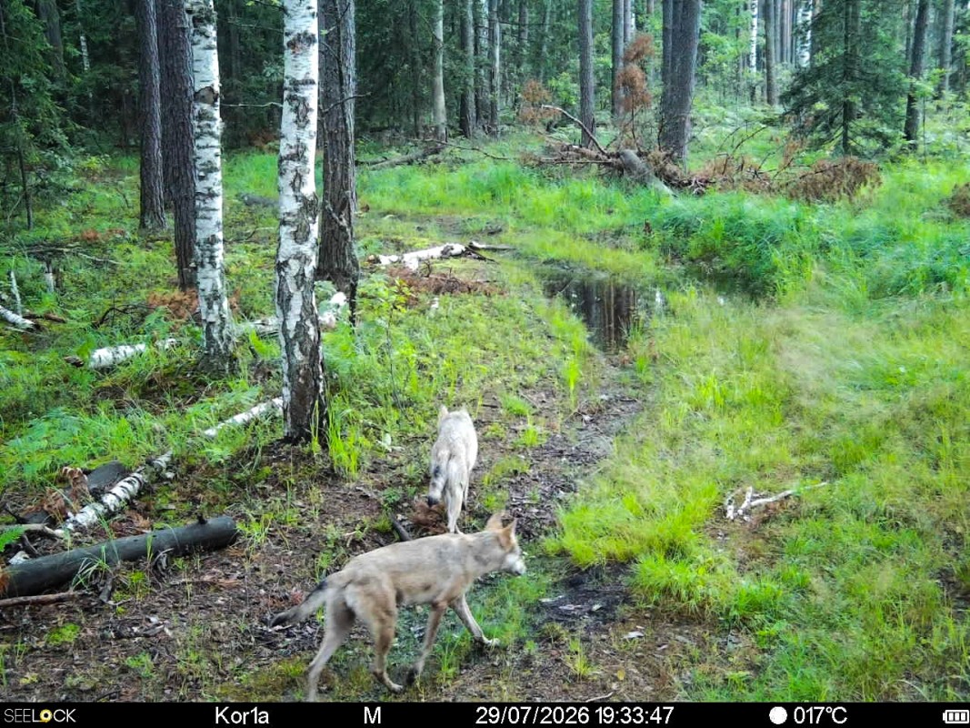 Preview Image 1