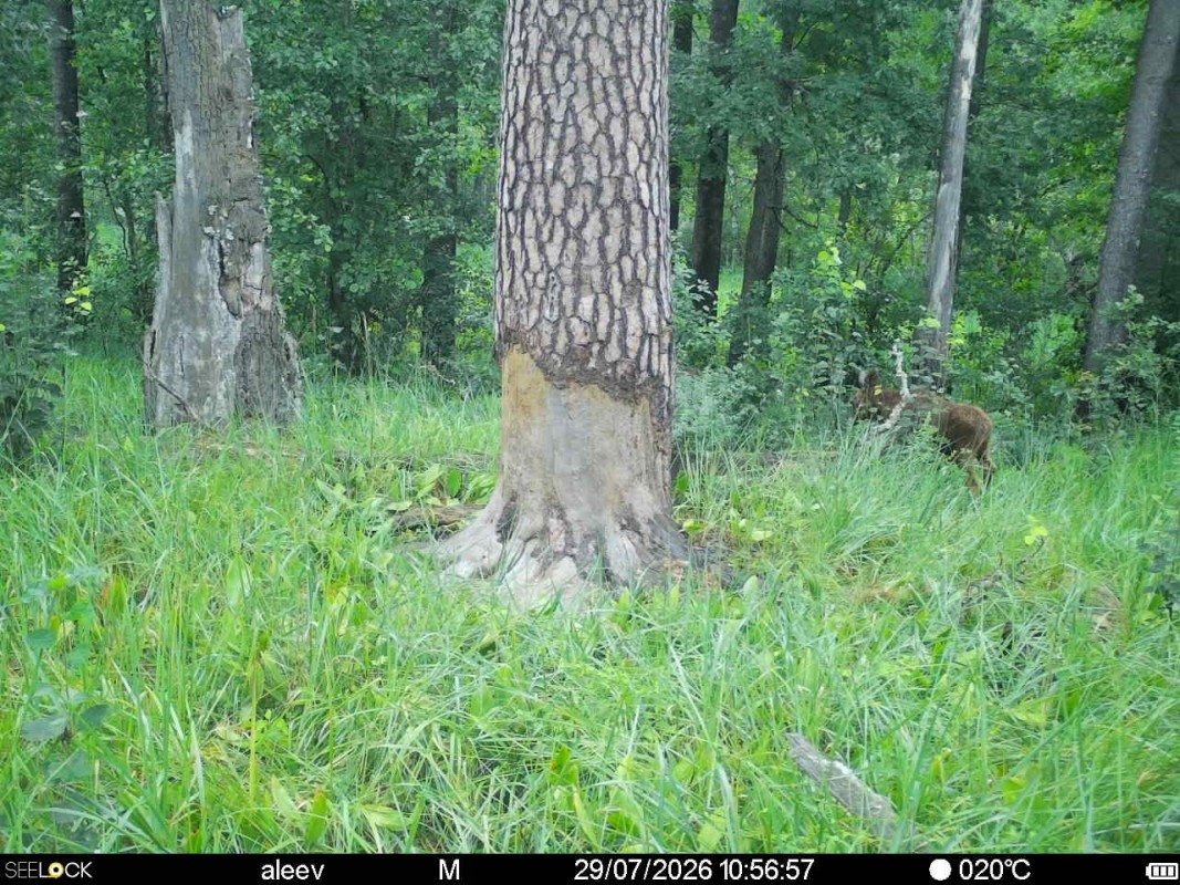 Preview Image 1