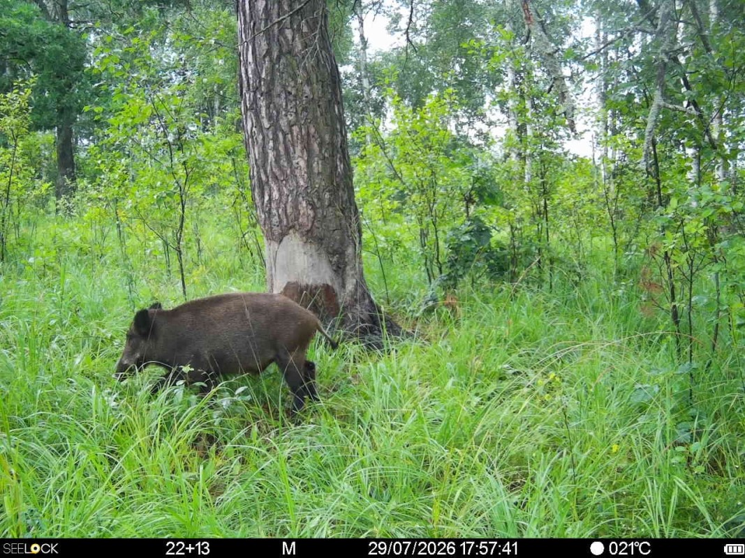 Preview Image 1