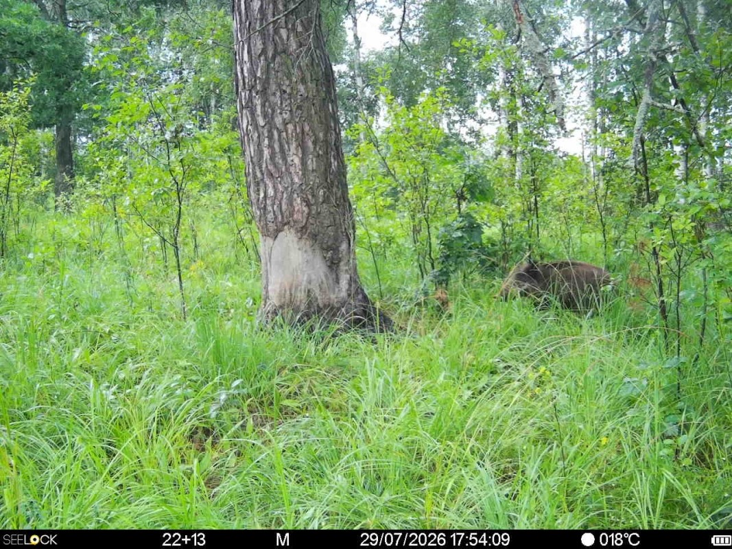 Preview Image 1